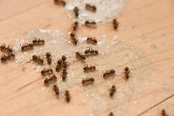 Trusted Konterra, MD Pest Control Experts